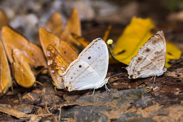 Мраморные бабочки — стоковое фото