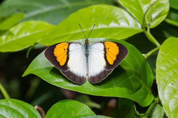 Mariposa amarilla punta naranja — Foto de Stock