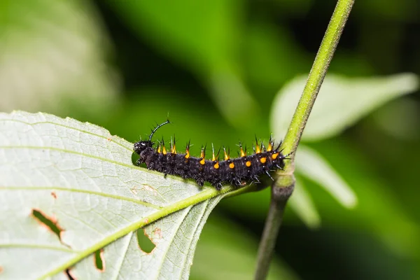 Fiatal narancs Oakleaf caterpillar — Stock Fotó