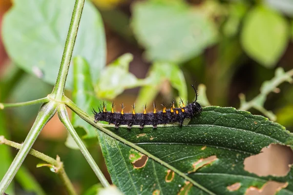 Fiatal narancs Oakleaf caterpillar — Stock Fotó