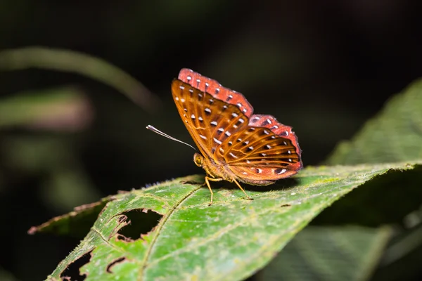 Punchinello kelebek — Stok fotoğraf