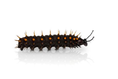 Genç turuncu Oakleaf tırtıl
