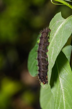 Çikolata homo tırtıl