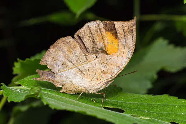 Mariposa de hoja de roble naranja —  Fotos de Stock