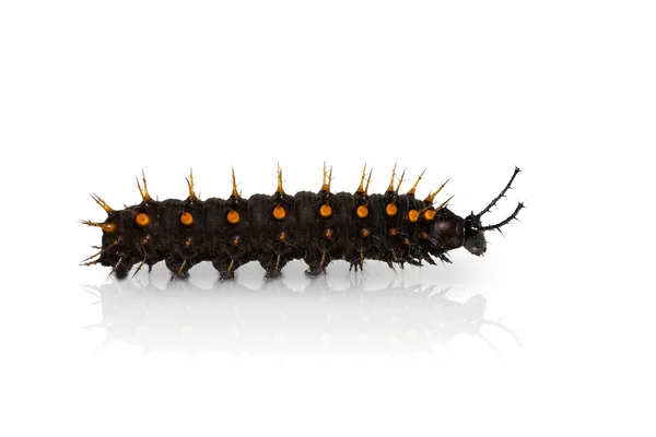 Fiatal narancs Oakleaf caterpillar — Stock Fotó