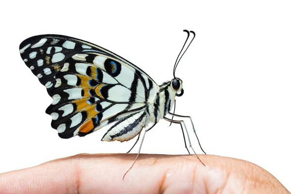 Lime butterfly, side view — Stock Photo, Image