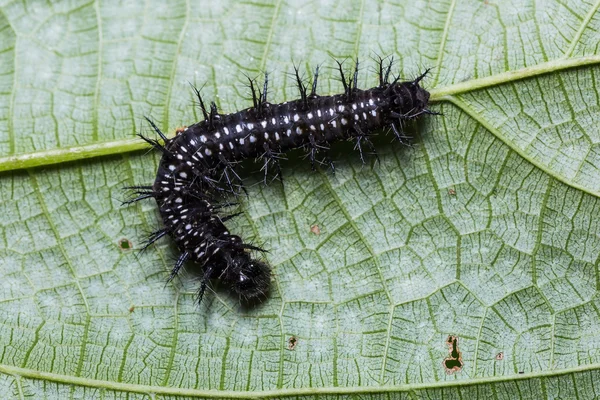 Gemensamma Jester caterpillar — Stockfoto