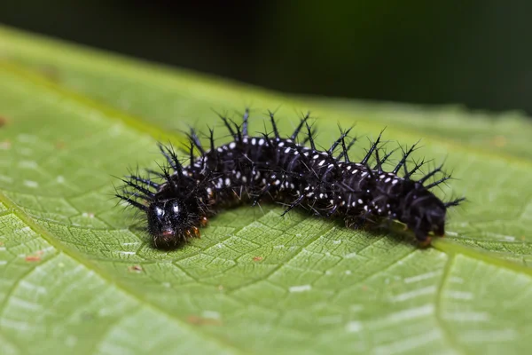 Közös Jester caterpillar — Stock Fotó