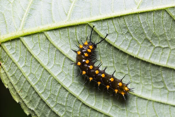 Fiatal narancs Oakleaf caterpillar — Stock Fotó