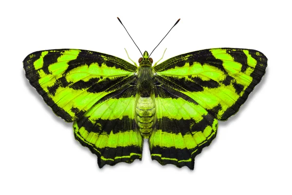 Обыкновенная шуточная бабочка — стоковое фото