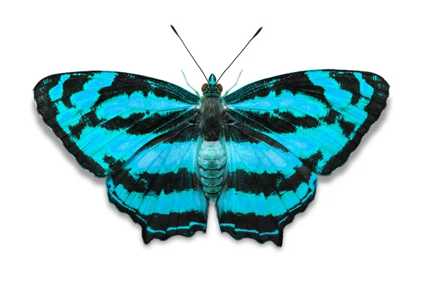 Gemeenschappelijke Jester vlinder — Stockfoto