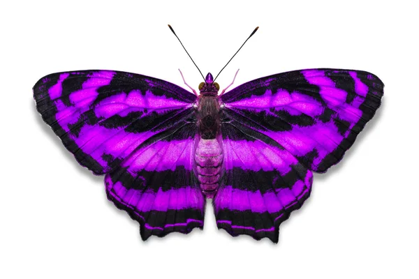 一般的な道化師の蝶 — ストック写真