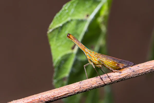 Long nosed planthopper in nature — Stock Photo, Image
