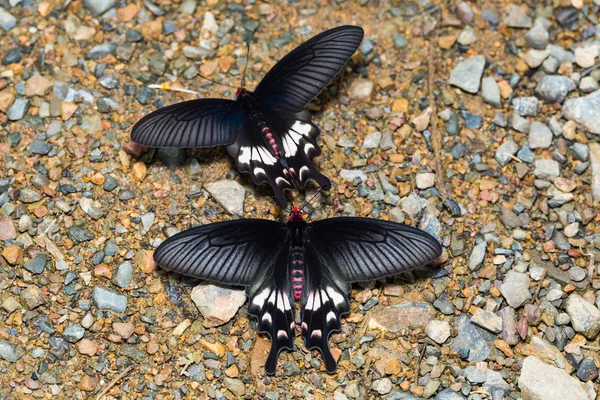 Adamson's Rose butterflies — Stock Photo, Image