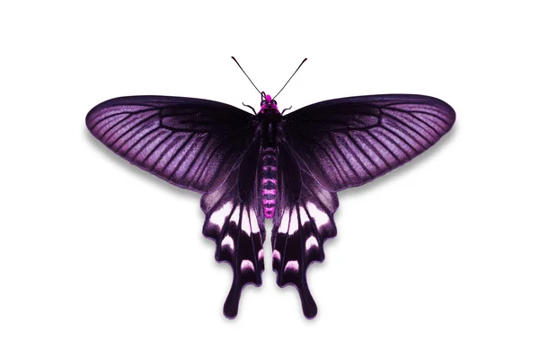 Adamson Ρόουζ πεταλούδα — Φωτογραφία Αρχείου