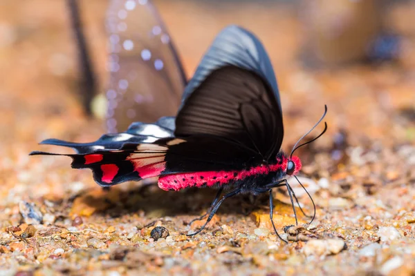 Adamson's Rose butterfly — Stock Photo, Image