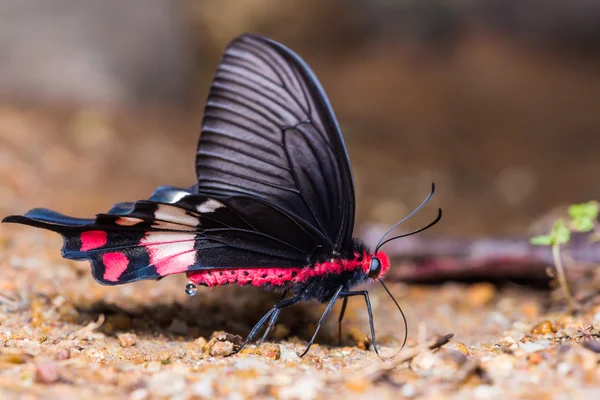 Розовая бабочка Адамсона — стоковое фото