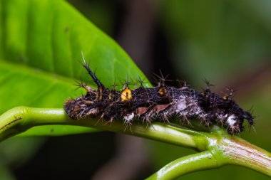 Olgun Knight tırtıl