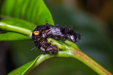 Olgun Knight tırtıl