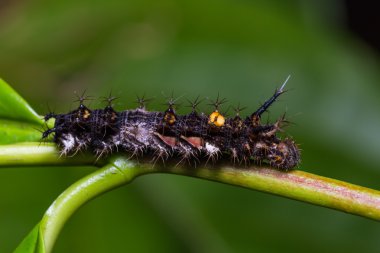 Olgun Knight tırtıl