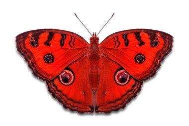 Fantezi renk tavus kuşu Pansy kelebekler