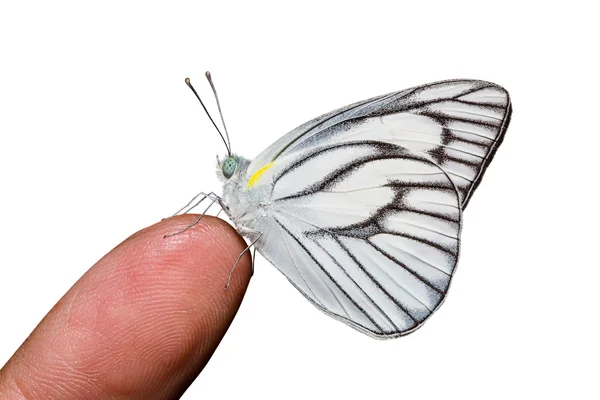 Borboleta de albatroz listrada — Fotografia de Stock