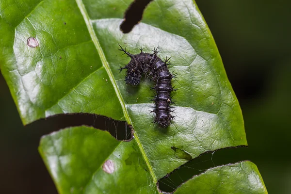 Middelste instar Knight caterpillar — Stockfoto