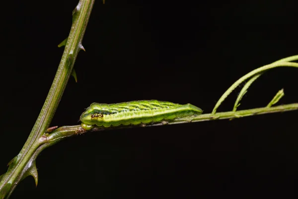 Wspólne Acacia Blue caterpillar — Zdjęcie stockowe