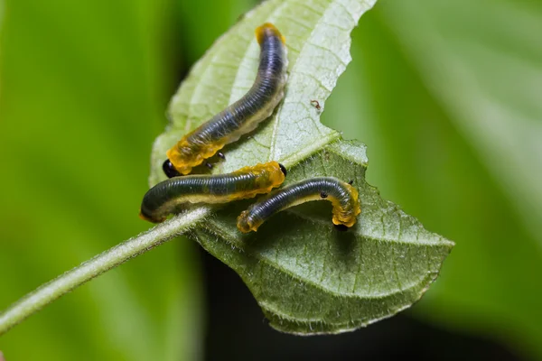 Sawfly larvae in nature — Stock Photo, Image