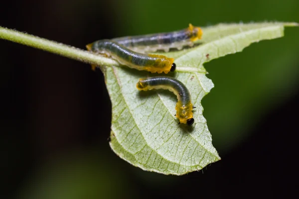 Rozenbladwesp larven in de natuur — Stockfoto