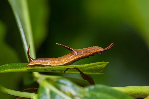 Gemensamma karta caterpillar — Stockfoto