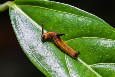 Ortak harita tırtıl