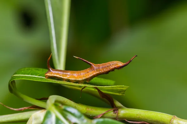 Gemensamma karta caterpillar — Stockfoto