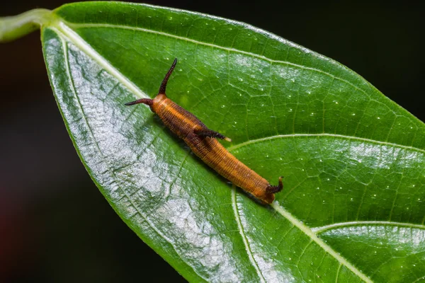 Gemeenschappelijke kaart caterpillar — Stockfoto