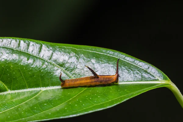 Gemensamma karta caterpillar — Stockfoto