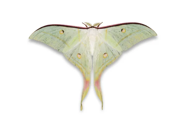 Indické měsíc můra nebo indické luna moth — Stock fotografie