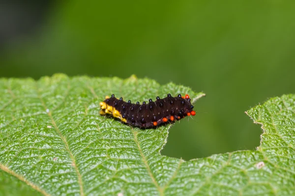 Trypanophora hyalina moth caterpillar — Stock Photo, Image