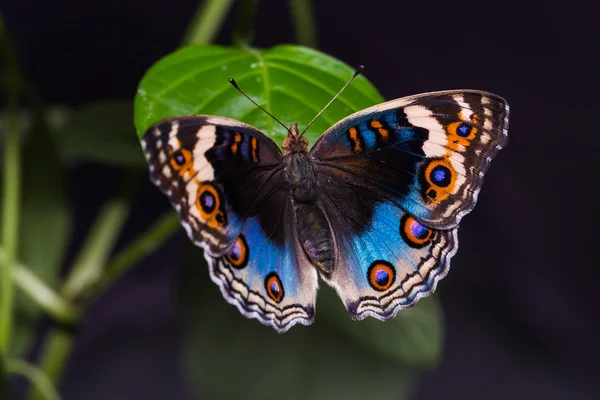 Motyl niebieski bratek — Zdjęcie stockowe