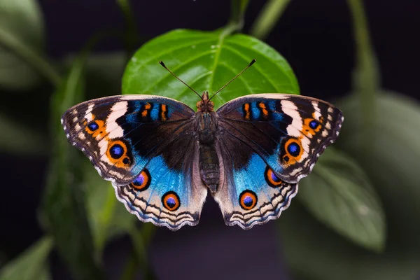 Μπλε Πανσες πεταλούδα — Φωτογραφία Αρχείου