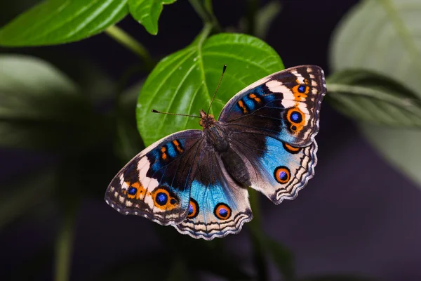 Mariposa de Pansy azul — Foto de Stock