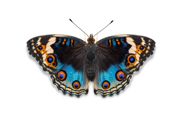 Stiefmütterchen-Schmetterling — Stockfoto