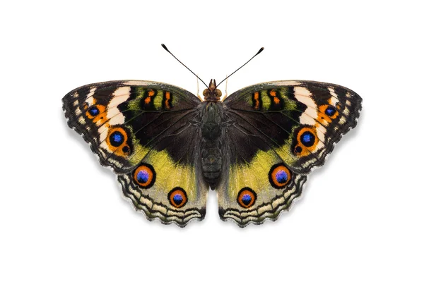 Gele kleur blauw pansy vlinder — Stockfoto
