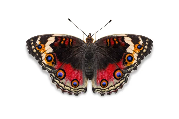 Rode kleur blauw pansy vlinder — Stockfoto