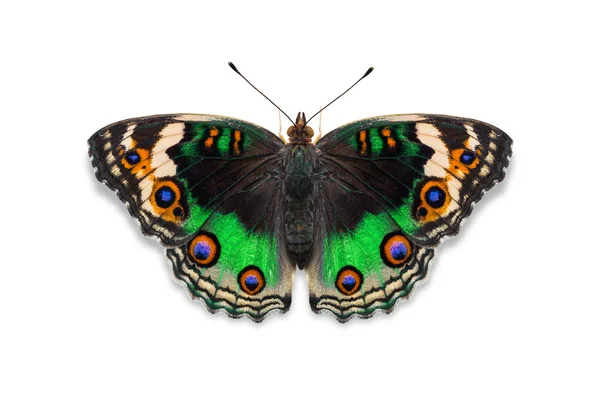 Grüne Farbe blaues Stiefmütterchen Schmetterling — Stockfoto