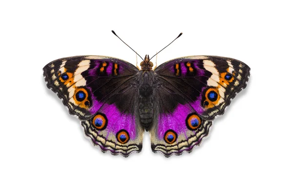 Violette Farbe blaues Stiefmütterchen Schmetterling — Stockfoto