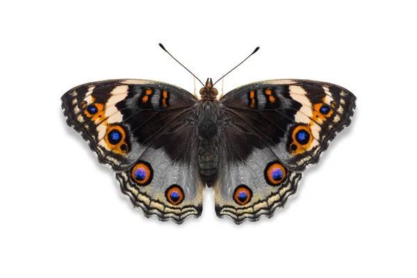 Grijze kleur blauw pansy vlinder — Stockfoto