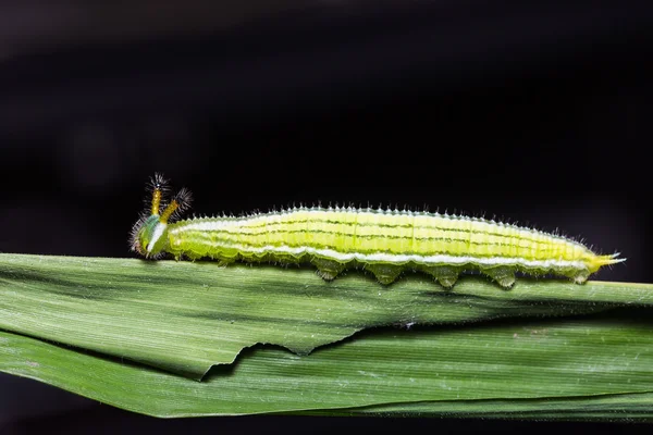 Grote avond Brown caterpillar — Stockfoto