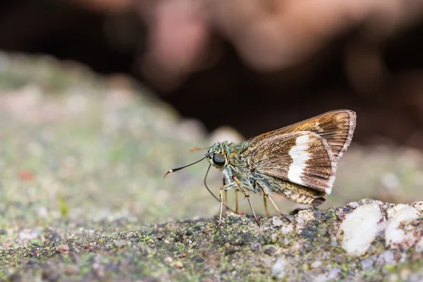 Halpe zola butterfly — Stock Photo, Image