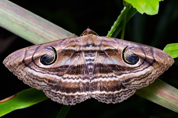 Eyed Rustic moth — Stock Photo, Image
