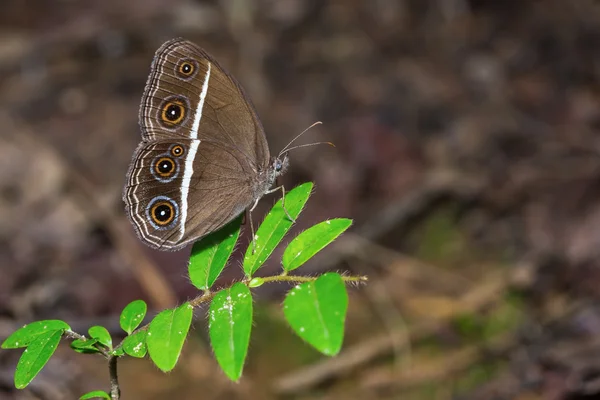 Pürüzsüz gözlü bushbrown kelebek — Stok fotoğraf